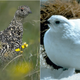 Illustration for article titled How (and why) animals change color with the seasons
